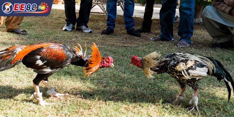 Chiến thuật quản lý tài chính khi đặt cược