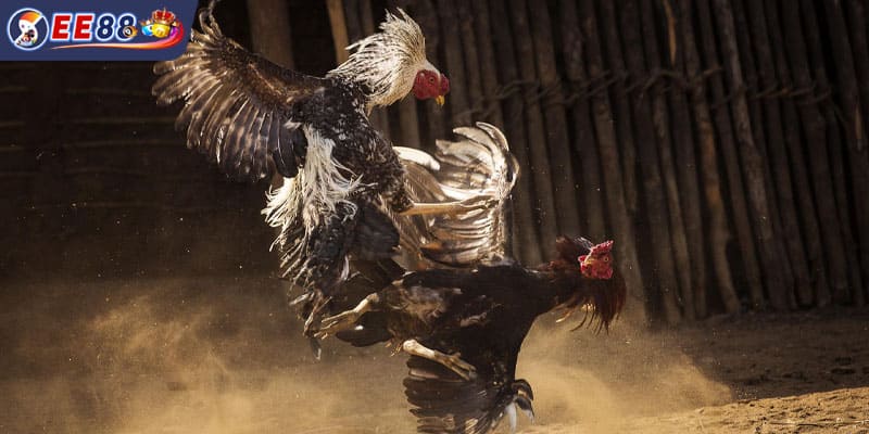 Phân tích kỹ lưỡng các thông tin trước khi đặt cược